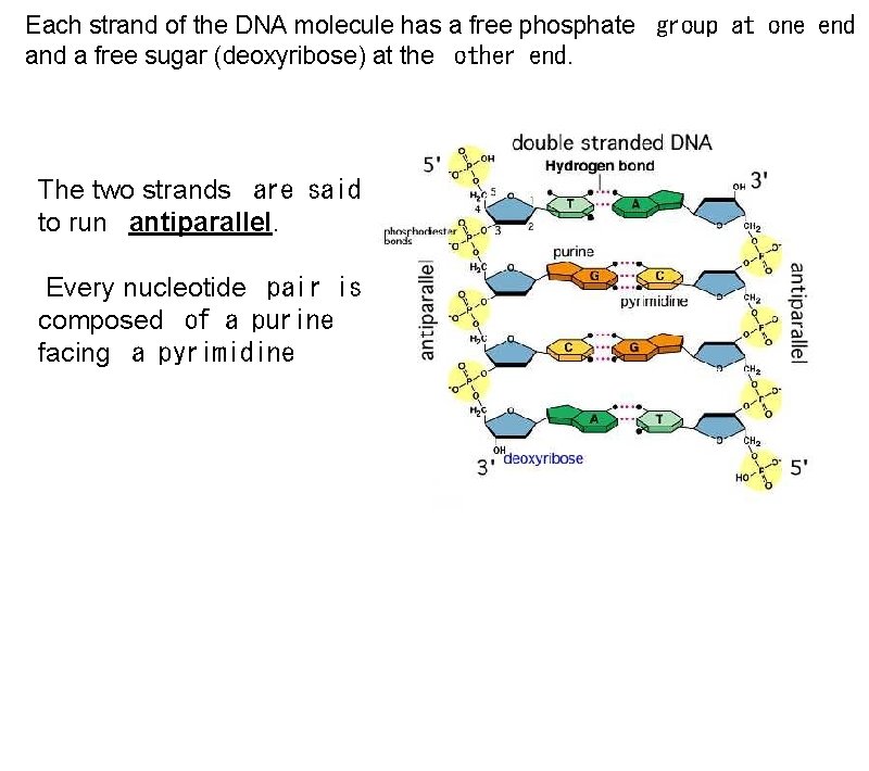 Each strand of the DNA molecule has a free phosphate group at one end