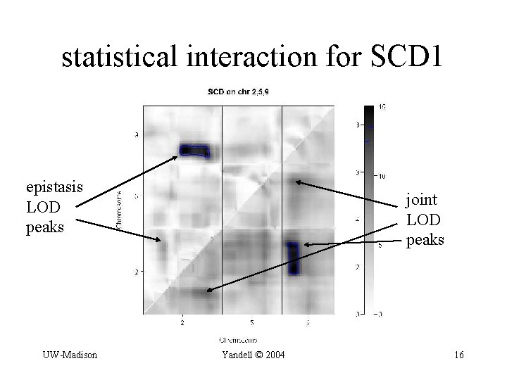 statistical interaction for SCD 1 epistasis LOD peaks UW-Madison joint LOD peaks Yandell ©