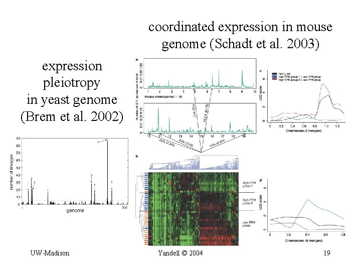 coordinated expression in mouse genome (Schadt et al. 2003) expression pleiotropy in yeast genome