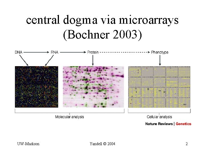 central dogma via microarrays (Bochner 2003) UW-Madison Yandell © 2004 2 