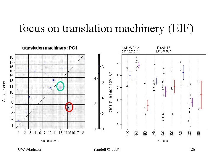 focus on translation machinery (EIF) UW-Madison Yandell © 2004 26 