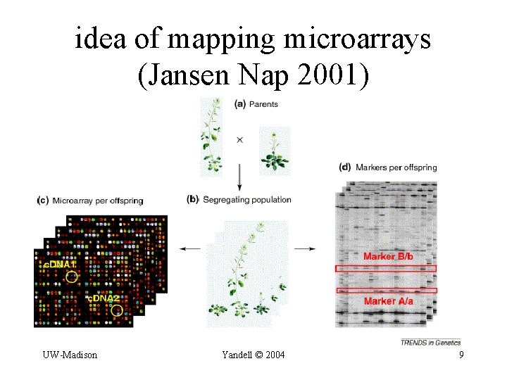 idea of mapping microarrays (Jansen Nap 2001) UW-Madison Yandell © 2004 9 