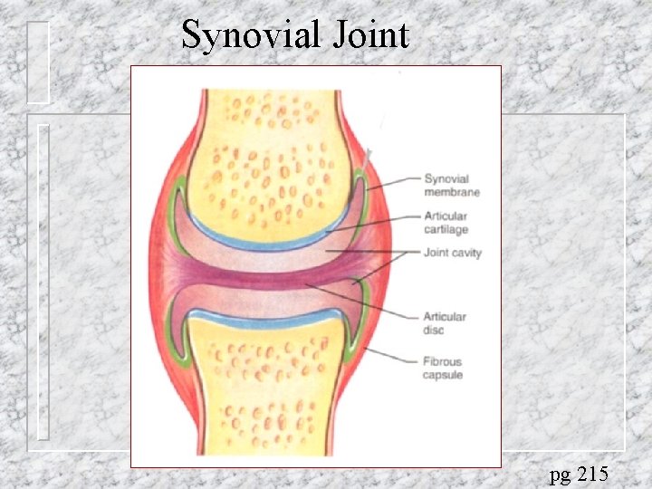 Synovial Joint pg 215 