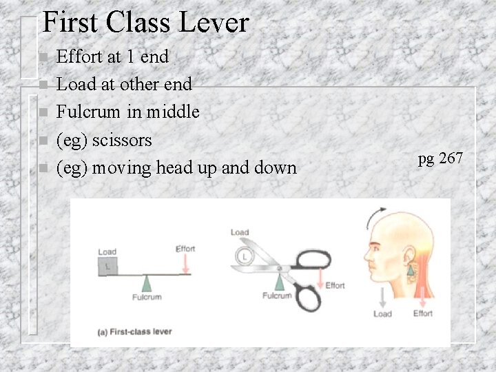 First Class Lever n n n Effort at 1 end Load at other end