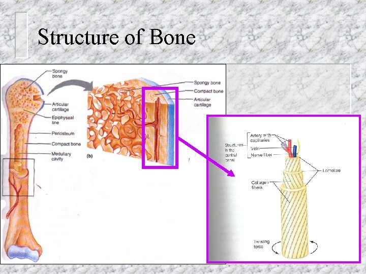 Structure of Bone 