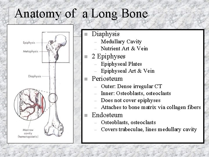 Anatomy of a Long Bone n Diaphysis – – n 2 Epiphyses – –