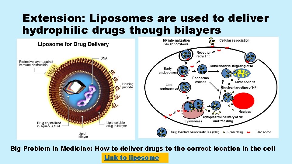 Extension: Liposomes are used to deliver hydrophilic drugs though bilayers Big Problem in Medicine: