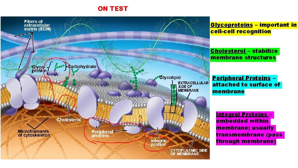 ON TEST Glycoproteins – important in cell-cell recognition Cholesterol – stabilize membrane structures Peripheral