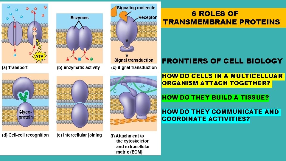 6 ROLES OF TRANSMEMBRANE PROTEINS FRONTIERS OF CELL BIOLOGY HOW DO CELLS IN A