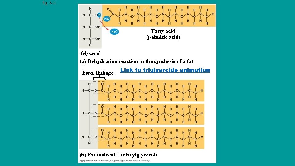 Fig. 5 -11 Fatty acid (palmitic acid) Glycerol (a) Dehydration reaction in the synthesis