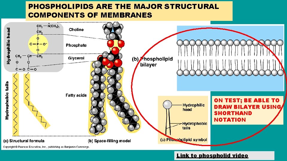 PHOSPHOLIPIDS ARE THE MAJOR STRUCTURAL COMPONENTS OF MEMBRANES ON TEST; BE ABLE TO DRAW