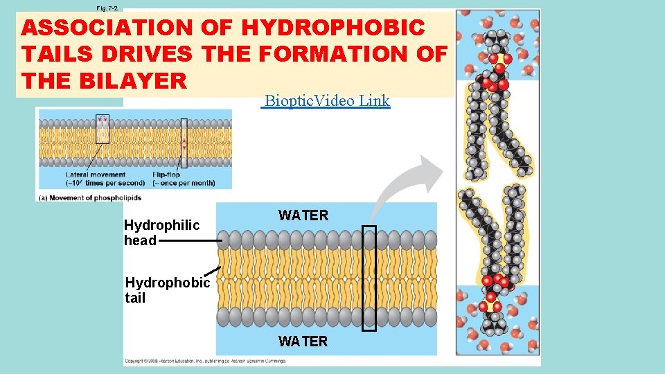 Fig. 7 -2 ASSOCIATION OF HYDROPHOBIC TAILS DRIVES THE FORMATION OF THE BILAYER Bioptic.