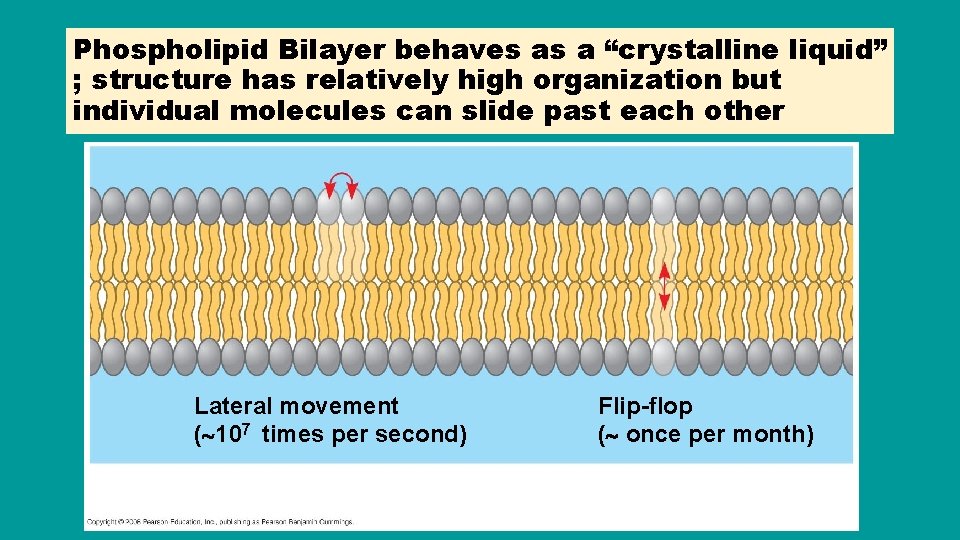 Phospholipid Bilayer behaves as a “crystalline liquid” ; structure has relatively high organization but