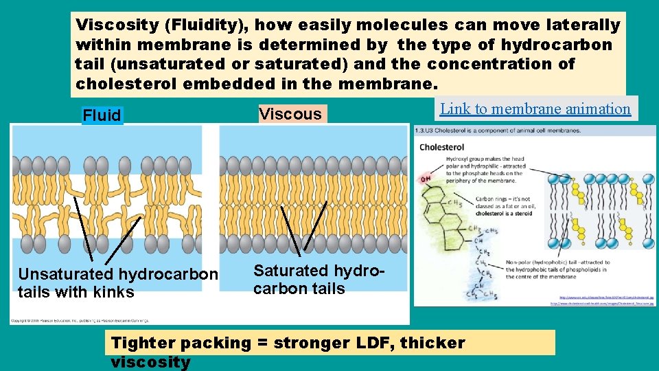 Viscosity (Fluidity), how easily molecules can move laterally within membrane is determined by the