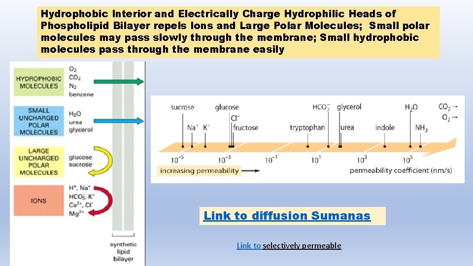 Hydrophobic Interior and Electrically Charge Hydrophilic Heads of Phospholipid Bilayer repels Ions and Large