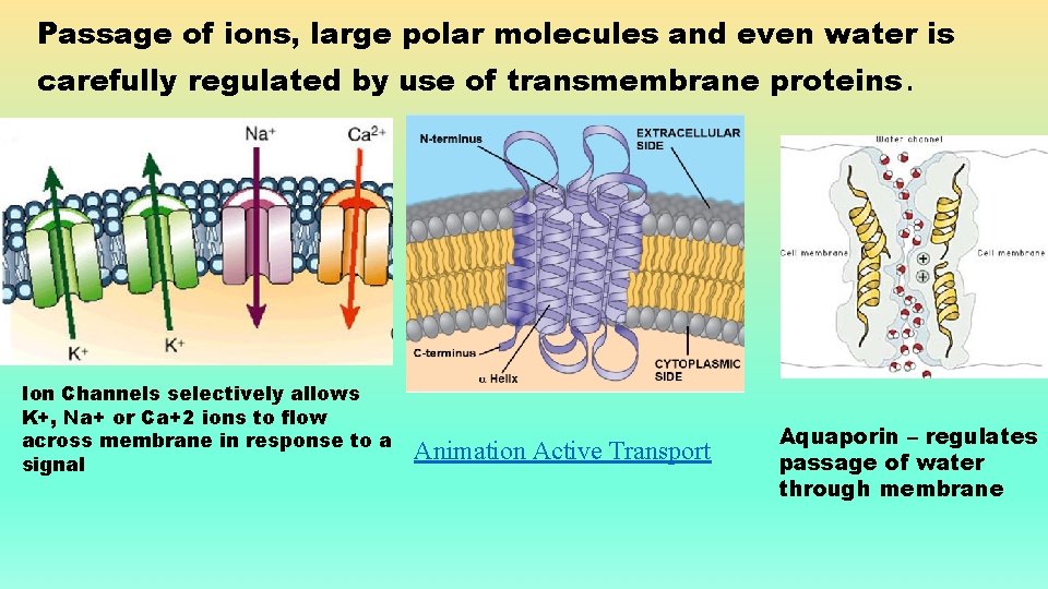 Passage of ions, large polar molecules and even water is carefully regulated by use