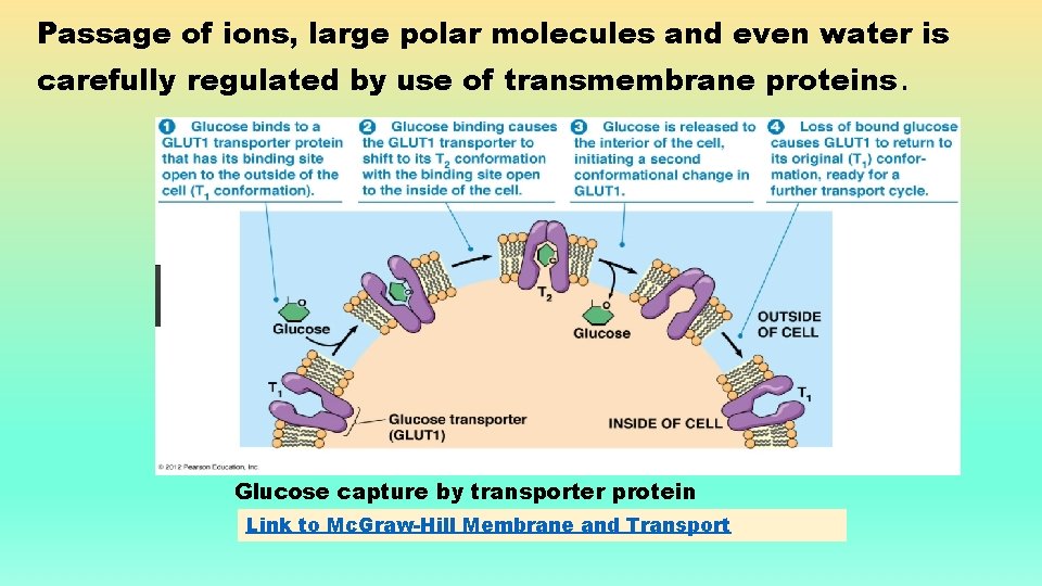 Passage of ions, large polar molecules and even water is carefully regulated by use