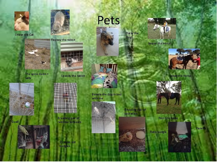 Pets Daisy the Dog Shiver the Cat Flopsey the rabbit The spice ducks +