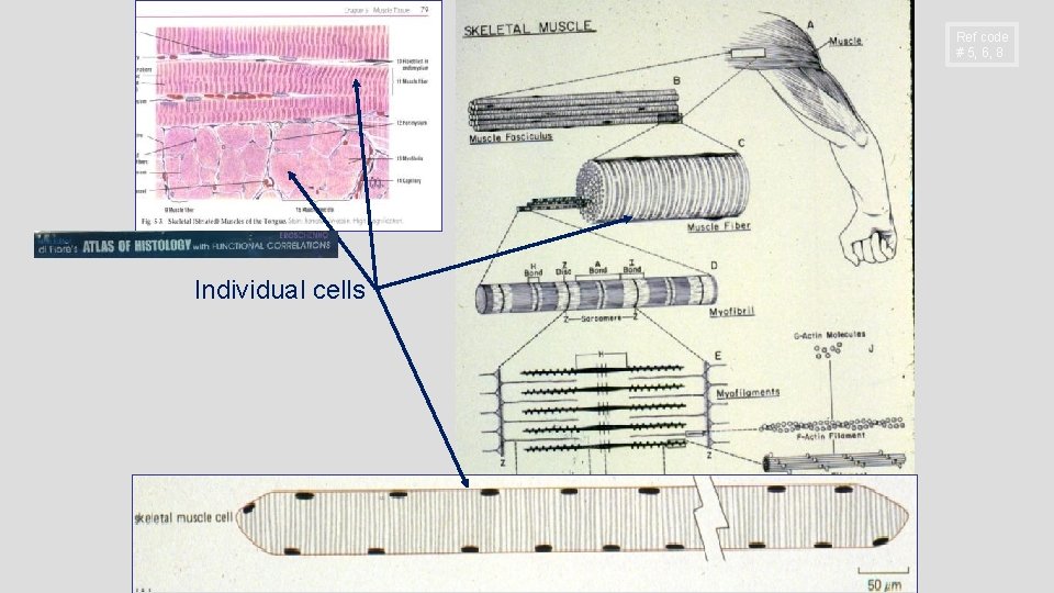 Ref code # 5, 6, 8 Individual cells Ref code # 5, 6, 8 Individual cells
