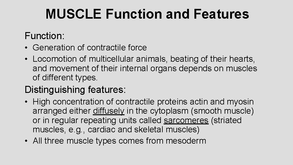 MUSCLE Function and Features Function: • Generation of contractile force • Locomotion of multicellular MUSCLE Function and Features Function: • Generation of contractile force • Locomotion of multicellular