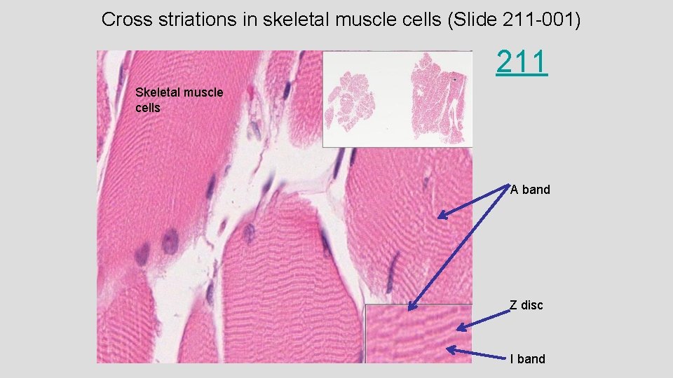 Cross striations in skeletal muscle cells (Slide 211 -001) 211 Skeletal muscle cells A Cross striations in skeletal muscle cells (Slide 211 -001) 211 Skeletal muscle cells A