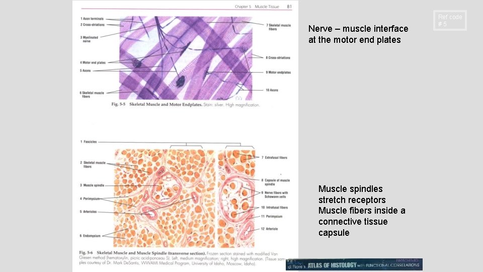 Nerve – muscle interface at the motor end plates Muscle spindles stretch receptors Muscle Nerve – muscle interface at the motor end plates Muscle spindles stretch receptors Muscle