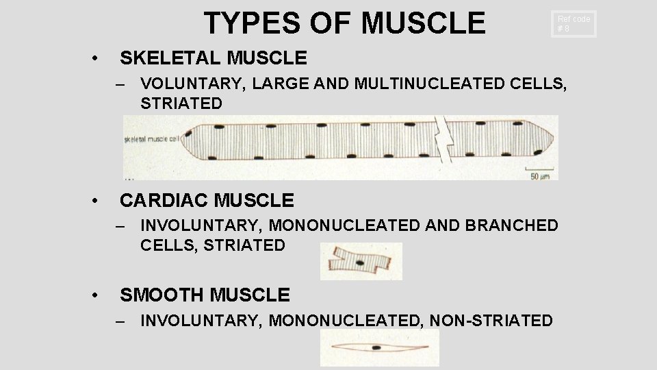 TYPES OF MUSCLE • Ref code #8 SKELETAL MUSCLE – VOLUNTARY, LARGE AND MULTINUCLEATED TYPES OF MUSCLE • Ref code #8 SKELETAL MUSCLE – VOLUNTARY, LARGE AND MULTINUCLEATED