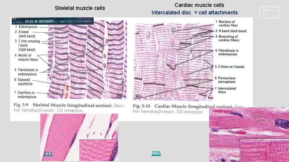 Skeletal muscle cells 211 Cardiac muscle cells Intercalated disc = cell attachments 225 Ref Skeletal muscle cells 211 Cardiac muscle cells Intercalated disc = cell attachments 225 Ref