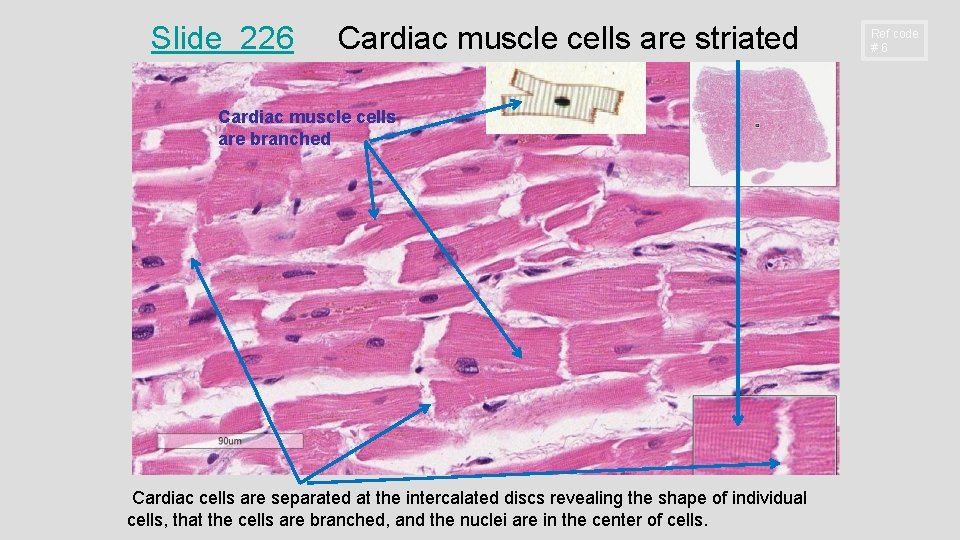 Slide 226 Cardiac muscle cells are striated Cardiac muscle cells are branched Cardiac cells Slide 226 Cardiac muscle cells are striated Cardiac muscle cells are branched Cardiac cells