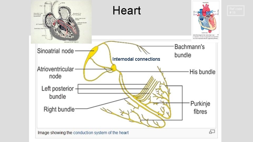Heart Internodal connections Ref code # 16 Heart Internodal connections Ref code # 16