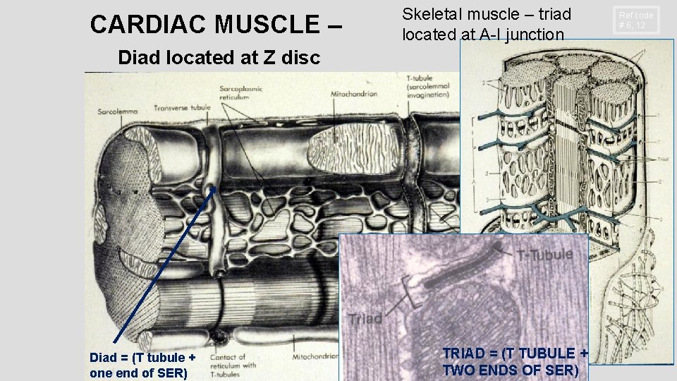 CARDIAC MUSCLE – Skeletal muscle – triad located at A-I junction Diad located at CARDIAC MUSCLE – Skeletal muscle – triad located at A-I junction Diad located at