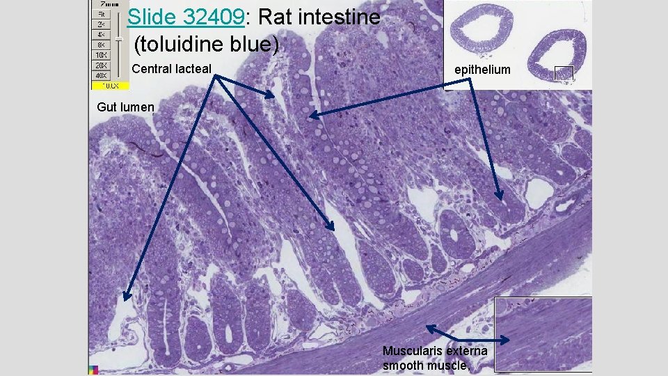 Slide 32409: Rat intestine (toluidine blue) Central lacteal epithelium Gut lumen Muscularis externa smooth Slide 32409: Rat intestine (toluidine blue) Central lacteal epithelium Gut lumen Muscularis externa smooth