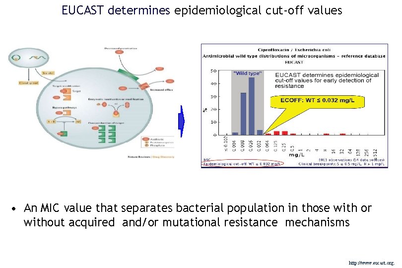 EUCAST determines epidemiological cut-off values • An MIC value that separates bacterial population in