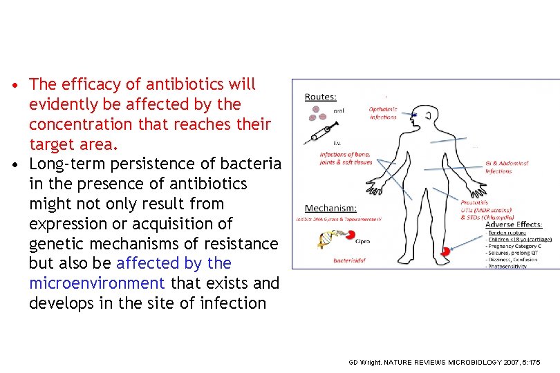  • The efficacy of antibiotics will evidently be affected by the concentration that
