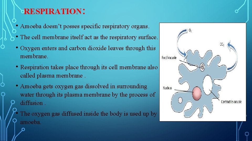 RESPIRATION: • Amoeba doesn’t posses specific respiratory organs. • The cell membrane itself act
