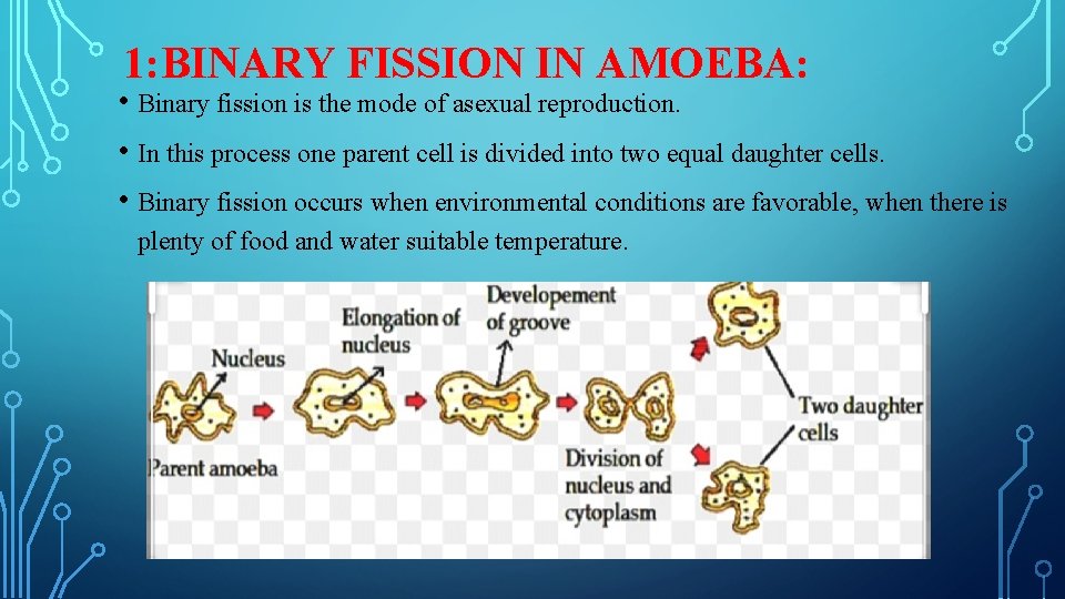 1: BINARY FISSION IN AMOEBA: • Binary fission is the mode of asexual reproduction.