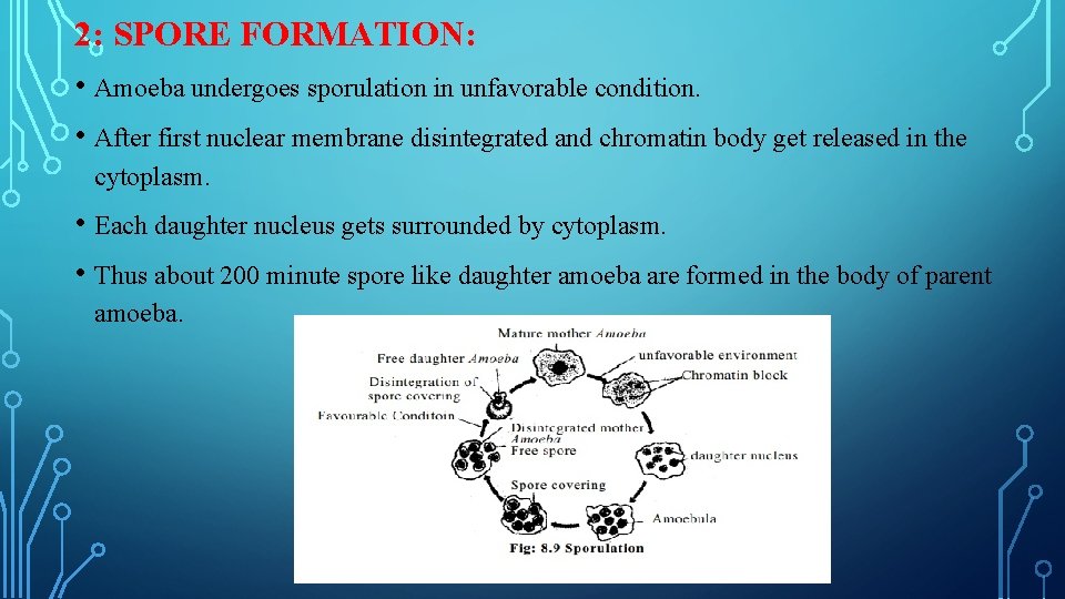 2: SPORE FORMATION: • Amoeba undergoes sporulation in unfavorable condition. • After first nuclear