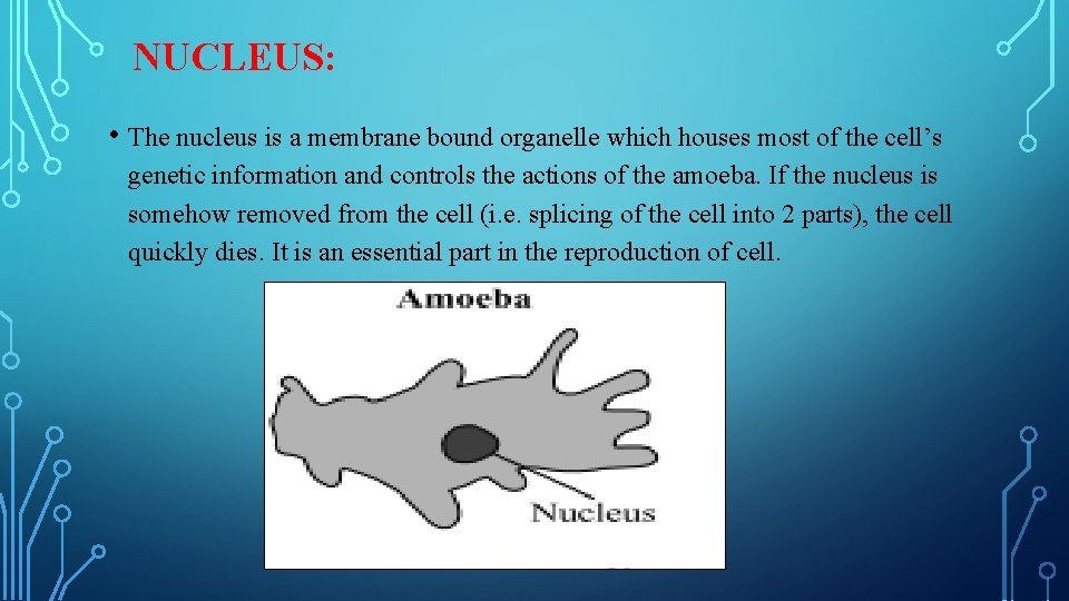 NUCLEUS: • The nucleus is a membrane bound organelle which houses most of the