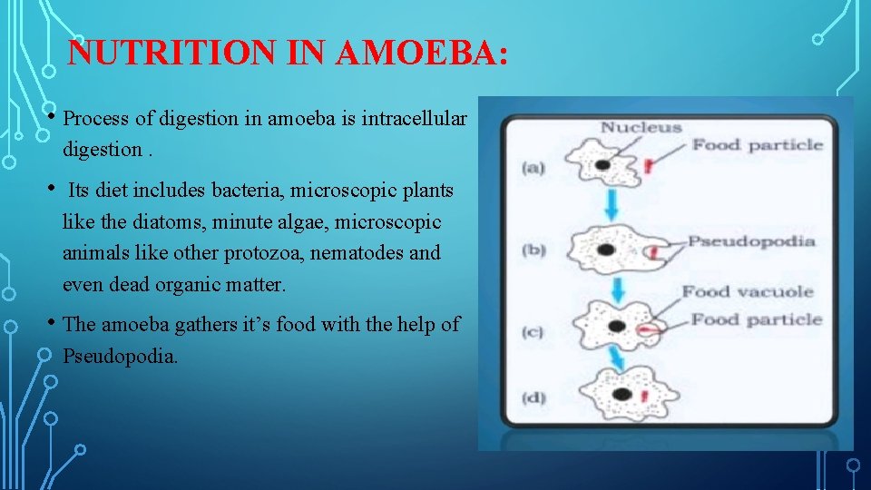 NUTRITION IN AMOEBA: • Process of digestion in amoeba is intracellular digestion. • Its