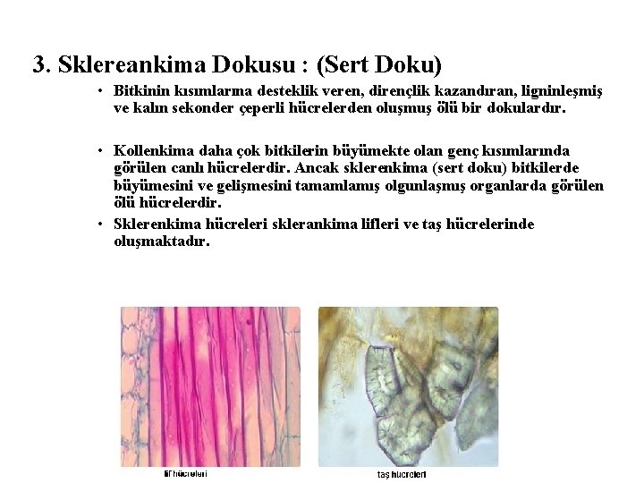 3. Sklereankima Dokusu : (Sert Doku) • Bitkinin kısımlarına desteklik veren, dirençlik kazandıran, ligninleşmiş