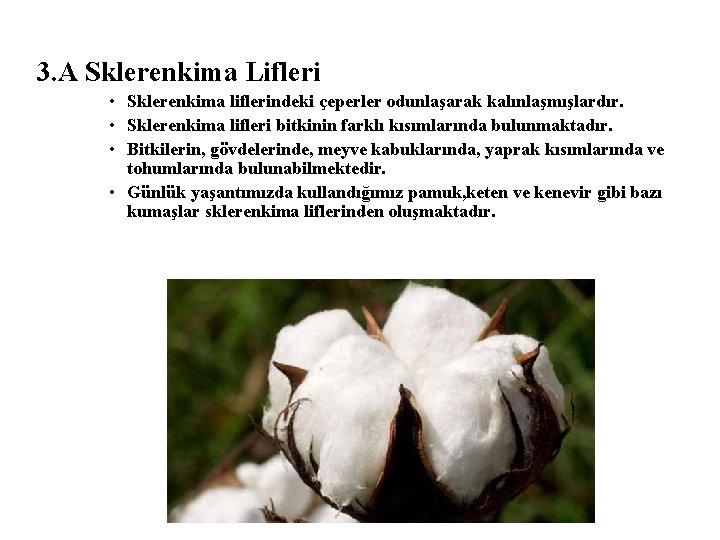 3. A Sklerenkima Lifleri • Sklerenkima liflerindeki çeperler odunlaşarak kalınlaşmışlardır. • Sklerenkima lifleri bitkinin