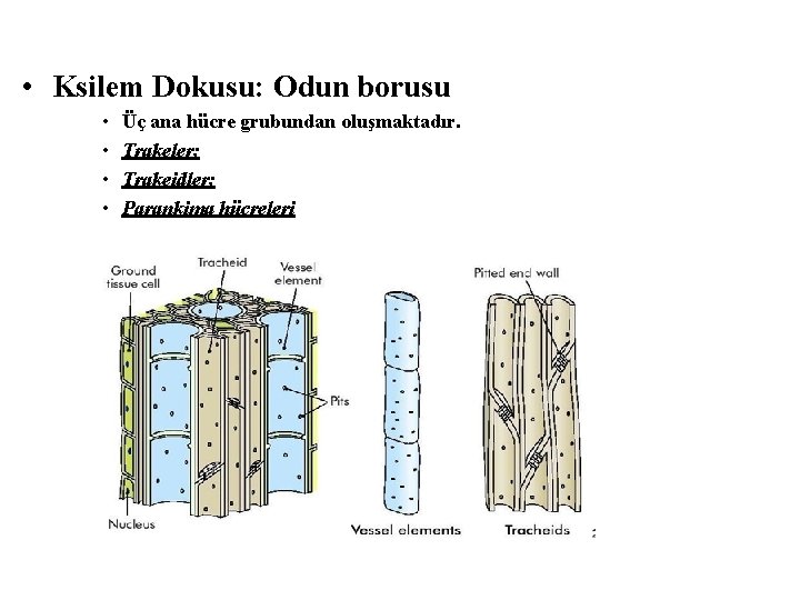  • Ksilem Dokusu: Odun borusu • • Üç ana hücre grubundan oluşmaktadır. Trakeler;