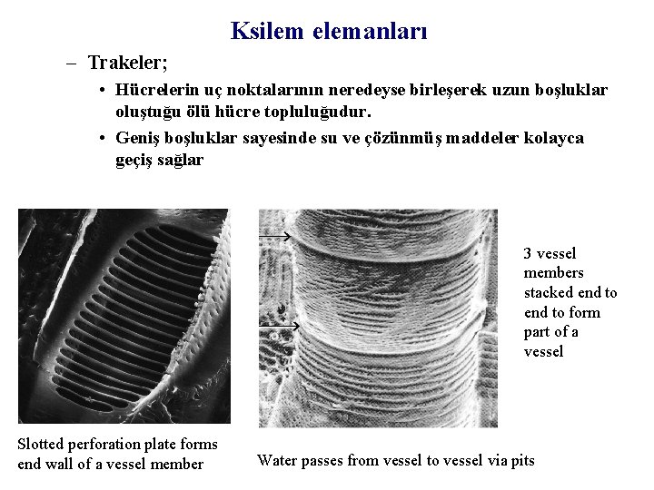 Ksilem elemanları – Trakeler; • Hücrelerin uç noktalarının neredeyse birleşerek uzun boşluklar oluştuğu ölü