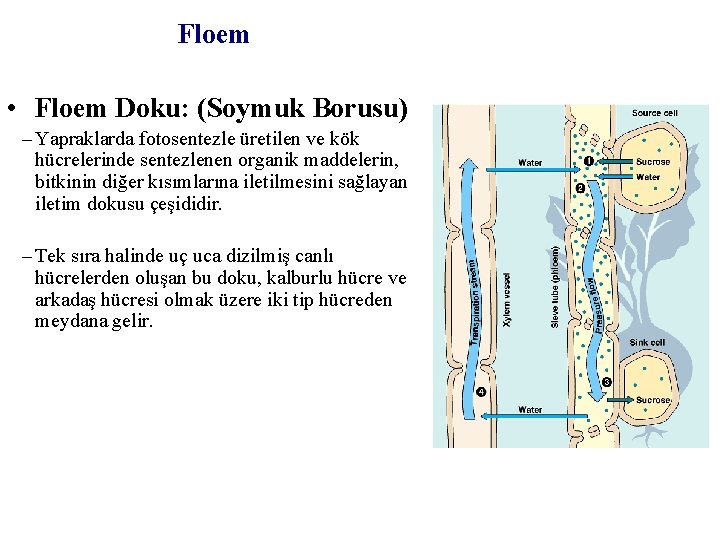 Floem • Floem Doku: (Soymuk Borusu) – Yapraklarda fotosentezle üretilen ve kök hücrelerinde sentezlenen