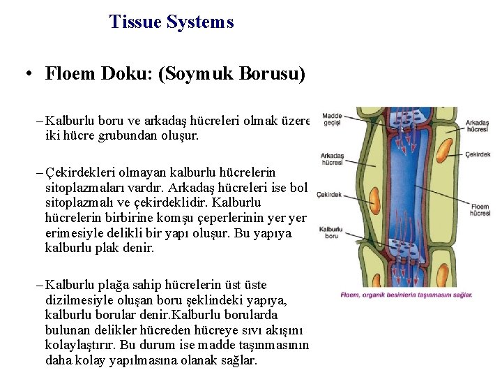 Tissue Systems • Floem Doku: (Soymuk Borusu) – Kalburlu boru ve arkadaş hücreleri olmak