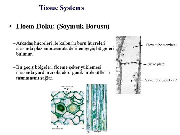 Tissue Systems • Floem Doku: (Soymuk Borusu) – Arkadaş hücreleri ile kalburlu boru hücreleri