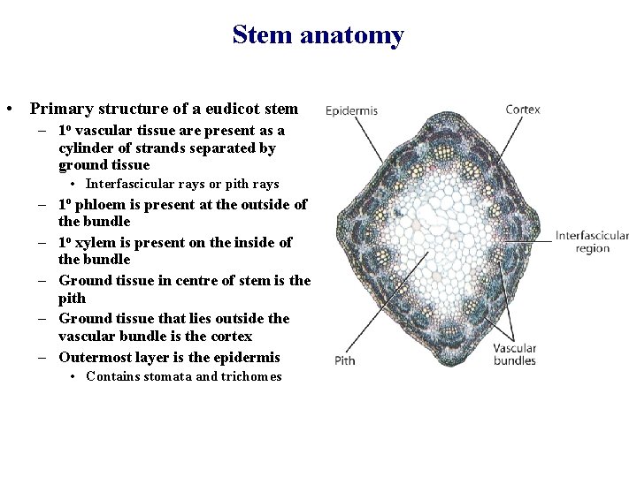 Stem anatomy • Primary structure of a eudicot stem – 1 o vascular tissue