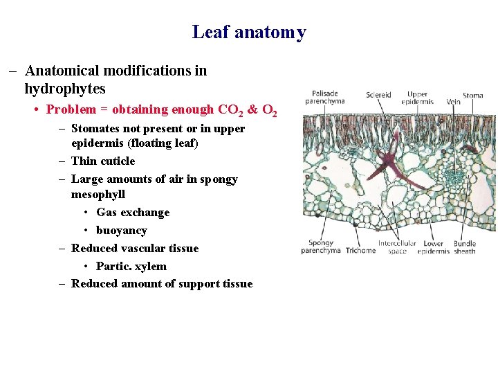 Leaf anatomy – Anatomical modifications in hydrophytes • Problem = obtaining enough CO 2