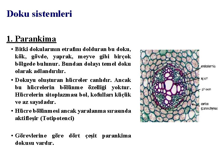 Doku sistemleri 1. Parankima • Bitki dokularının etrafını dolduran bu doku, kök, gövde, yaprak,