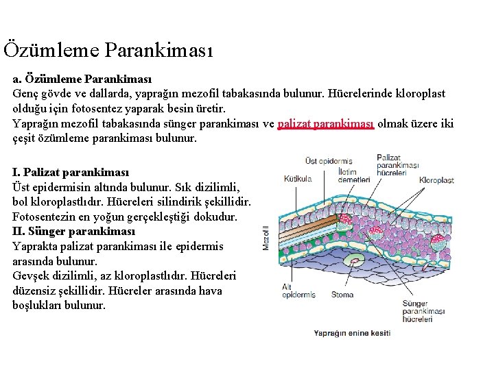 Özümleme Parankiması a. Özümleme Parankiması Genç gövde ve dallarda, yaprağın mezofil tabakasında bulunur. Hücrelerinde